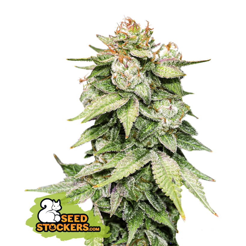 22 1  Gorilla  Glue  Auto